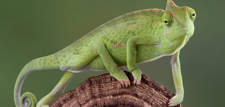 Chamäleon - das Maskottchen von Chamilo