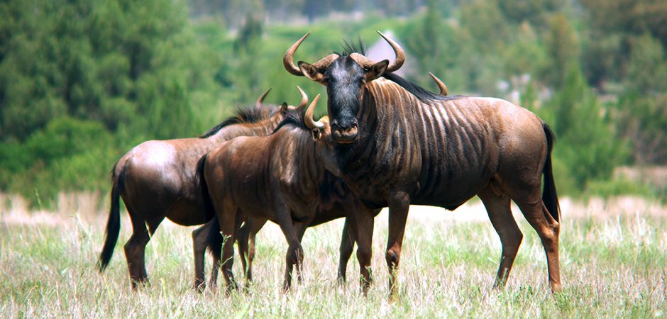 GNU not Unix