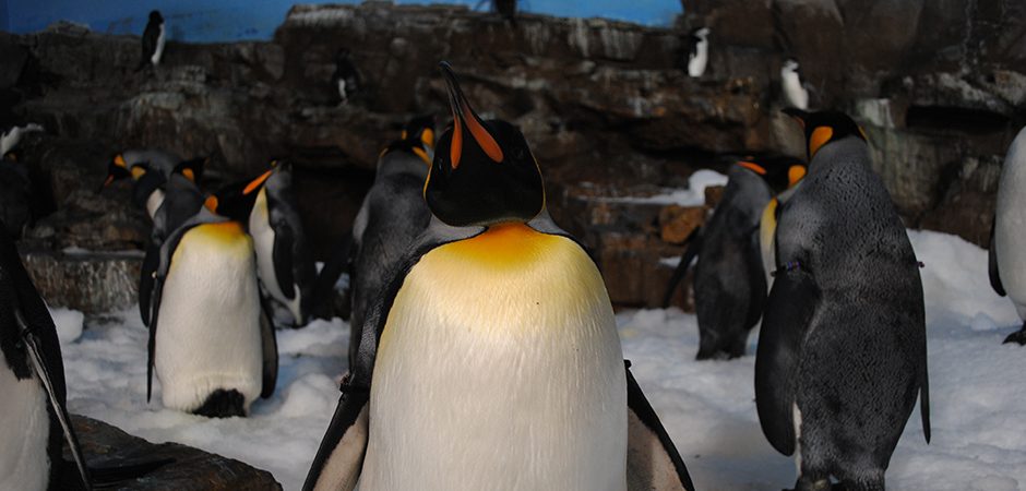 Pinguine - das Maskottchen von Linux